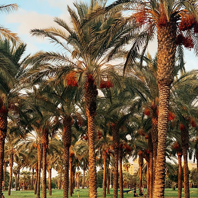 Palm Trees