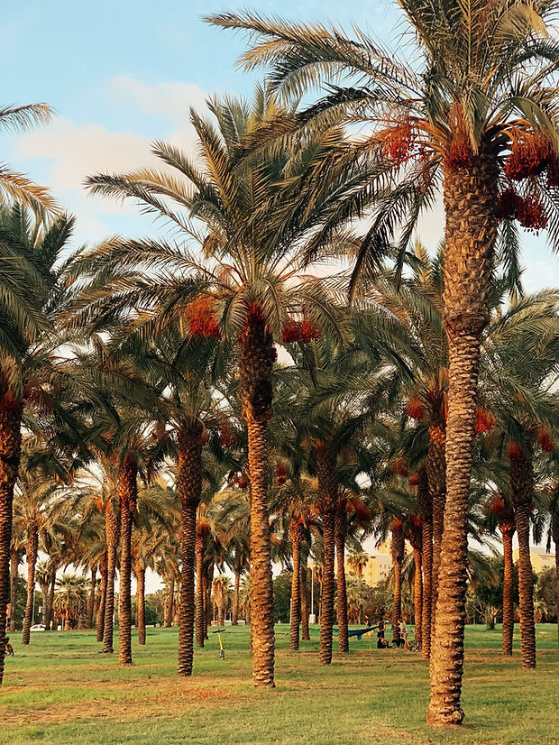 Palm Tree Grove