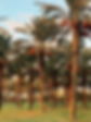 Palm Tree Grove