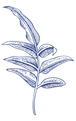 Blue Leaf Illustration