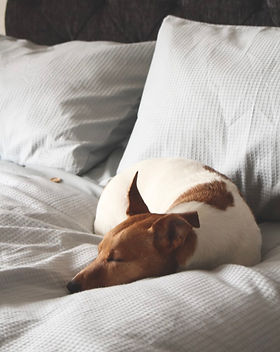 Sleeping Dog