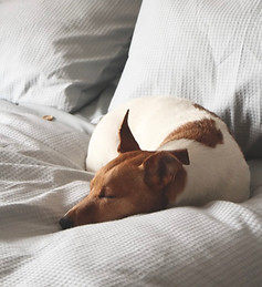 Cachorro dormindo