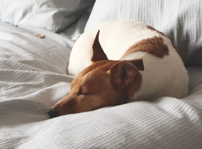 Sleeping Dog