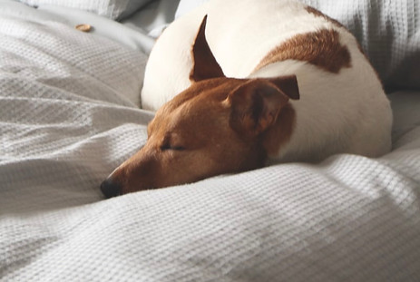 Dog Sleeping Peacefully