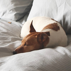 Sleeping Dog