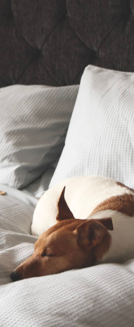 Sleeping Dog