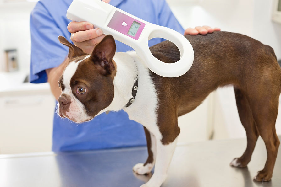 A small brown and white dog is on a vet's exam table