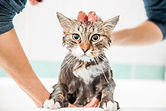 Wet Cat