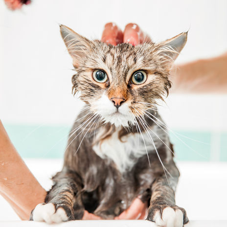 Wet cat in the bath with human hands. Petcare while bathing.