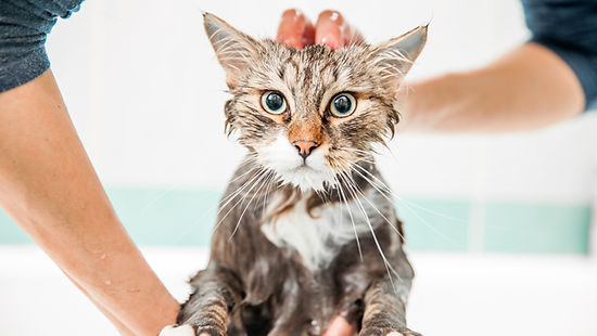 Tabby Cat in a Bath
