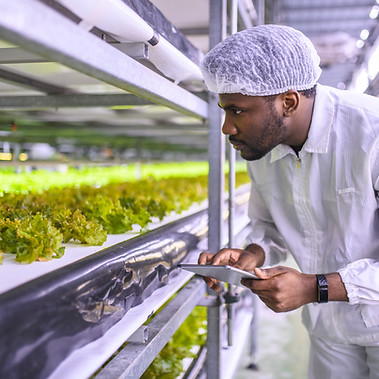 Checking Lettuce Growth