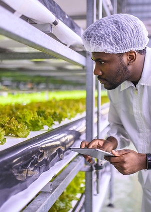 Checking Lettuce Growth