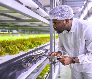 Checking Lettuce Growth