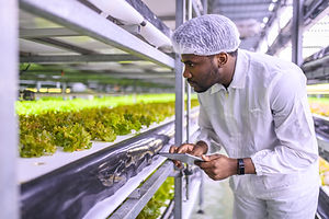 Checking Lettuce Growth