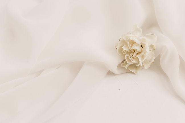 Rosa blanca