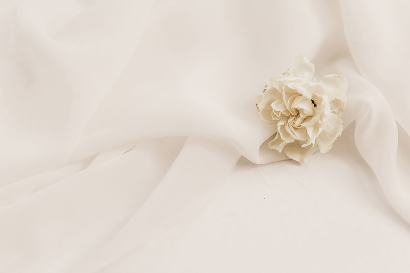 Rose blanche