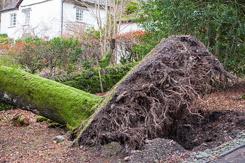 An old Oak tree blown over by storm force winds in Rydal, Lake District, UK