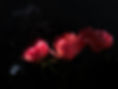 Dramatische Blumen