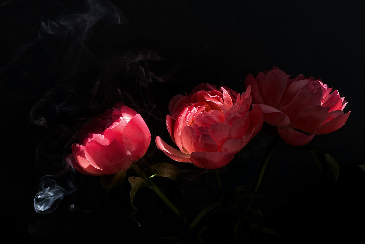 Dramatic Flowers