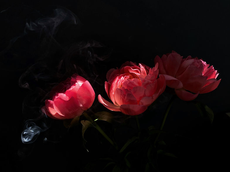 Pink Peonies Closeup