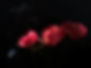 Dramatische Blumen