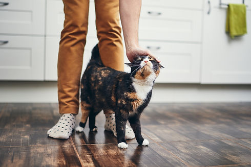 cat on wood floor - not Quick-Step