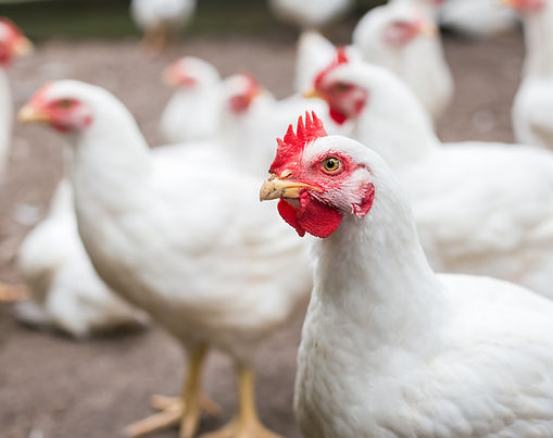 Chicken Meat