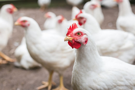 White Farm Chickens