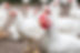 White Chicken