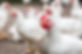 White Chicken