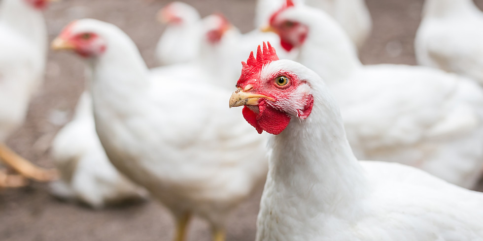 Chicken Processing - Members Only