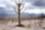 Dry Dead Trees