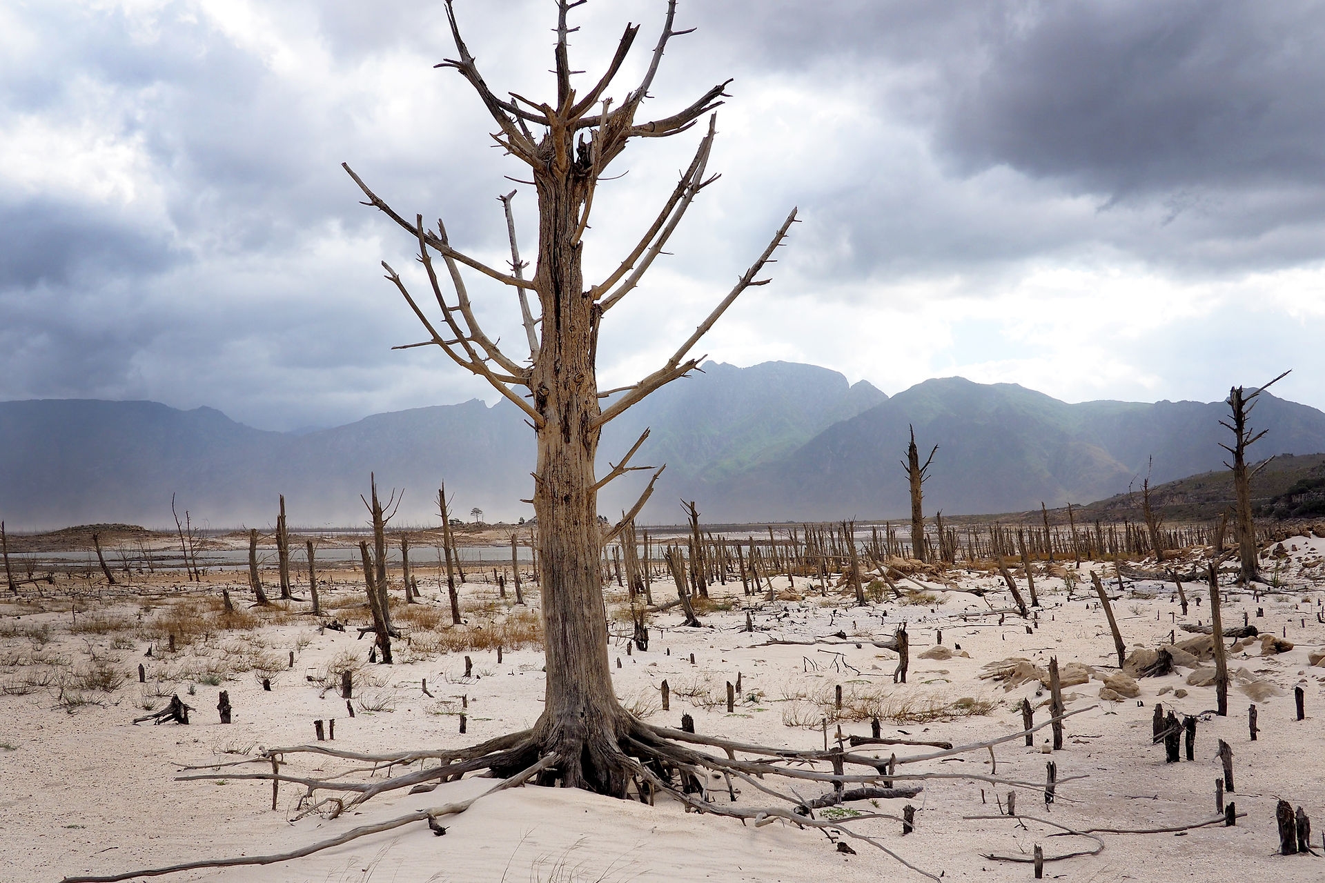Deforestation