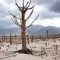 Tree planting process linked to eligible Kalonoros products