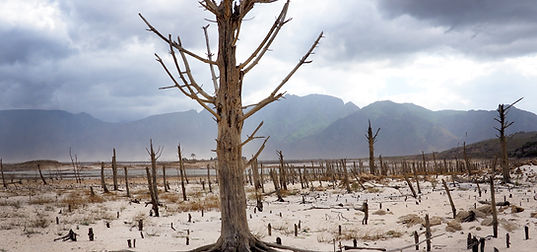 Árboles secos y muertos