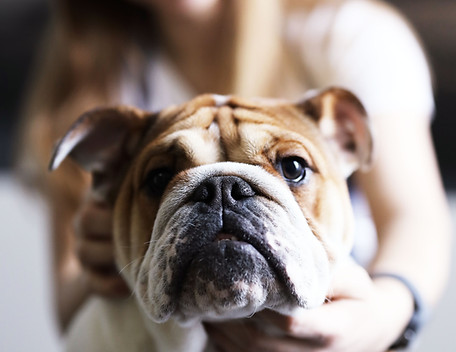 Dog Lover