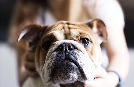Dog Lover