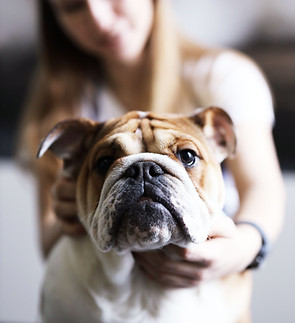 Chien avec son propriétaire