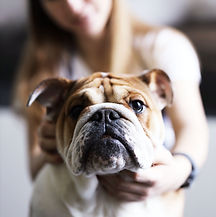 Amante de los perros