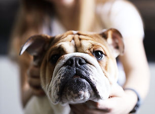 Dog Lover