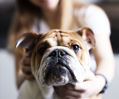 Hund mit Besitzer