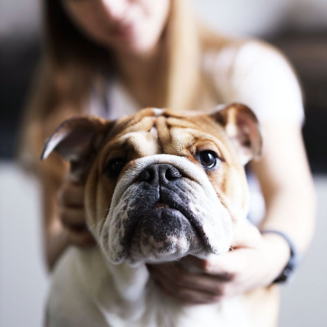 Hund mit Besitzer