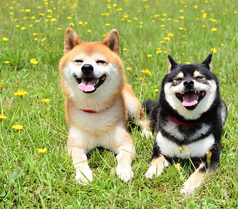 動物病院の治療で元気になった犬
