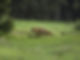 Renard