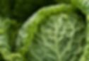Fresh Cabbage