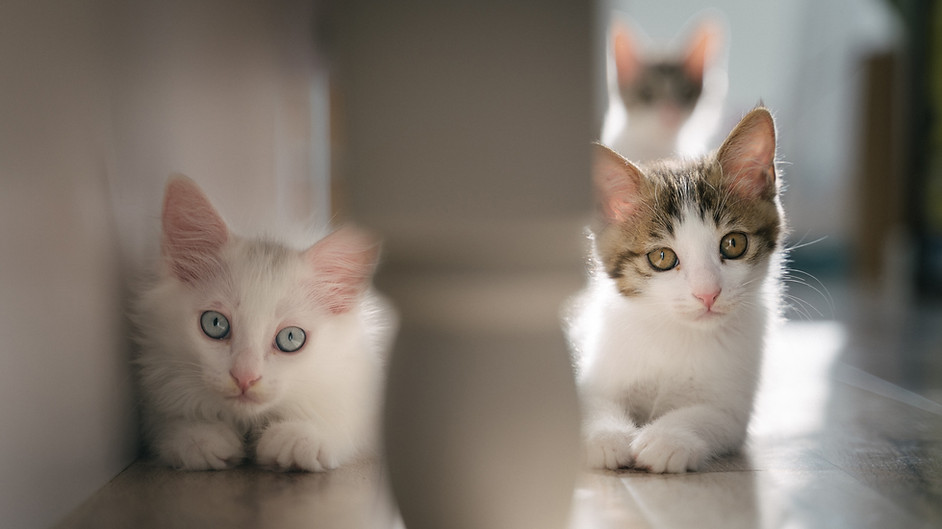 two kittens