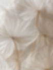 Botanical detail symbolizing natural fertility, seasonal rhythm, and whole-body restoration