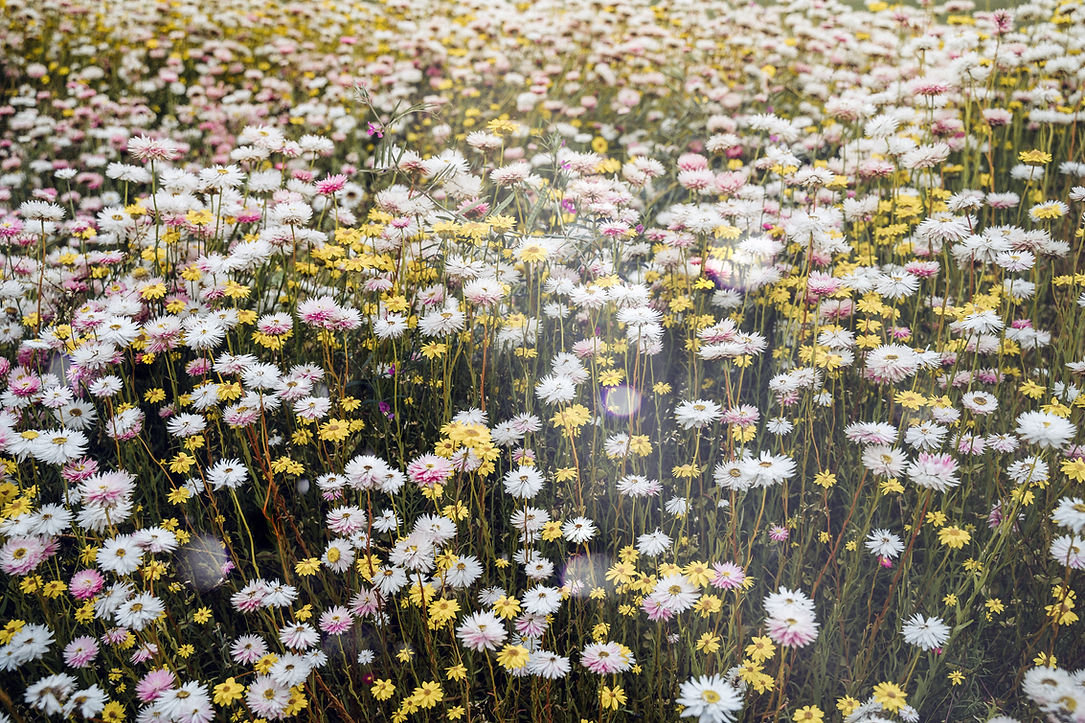 Wild Flowers
