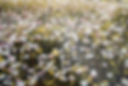 Wild Flowers