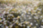 Wild Flowers
